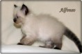 /album/alfonso/alfonso-6-hetes-001-jpg/